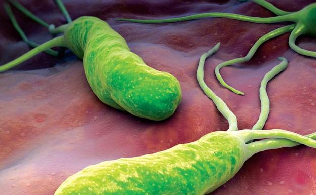 Helicobacter pylori